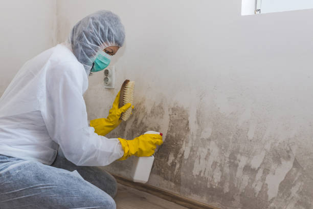 Best Emergency Mold Remediation  in Central Point, OR